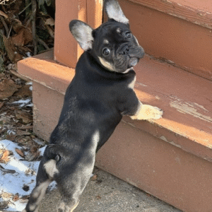 Black Frenchie