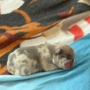 Rare Lilac Blue Merle female pup with Tan Points